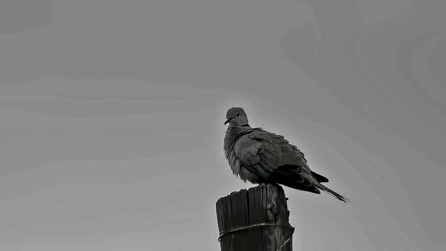 Eurasian Collared-Dove